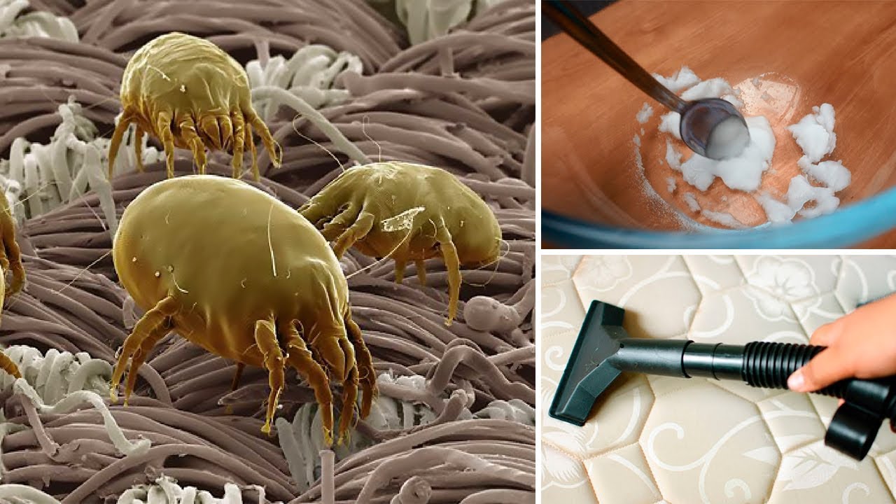 dust mites in bed mattresses